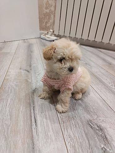 ucuz goyərcinlər: Pudel, 2 ay, Erkek, Peyvəndli — 5