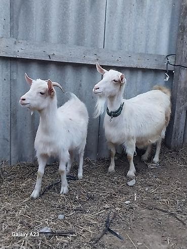 ucuz pişiy: Ağ sanin keçisi 4 aylıq boğaz yanında 11 aylıq balası .22 sentyabr — 6