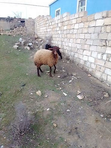 cins heyvanlar: Satılır 1 qarın doğub boğaz olub olmağını bilmirəm qoç içində olub — 8