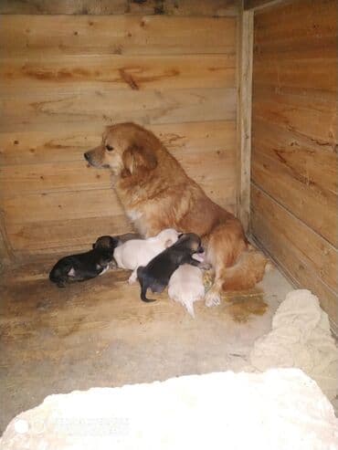 itler haski: İki it bir yerdə təqdim olunur. - İt 1: Açıq bej rəngli, uzun və — 9