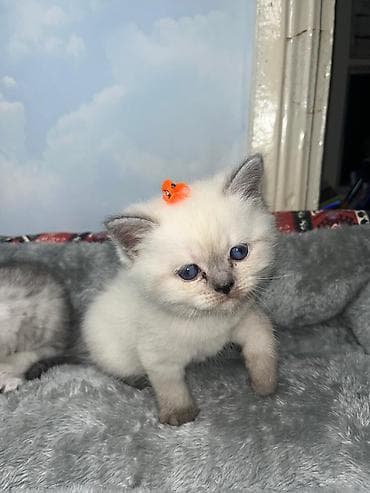 Britan, Erkək, Dişi