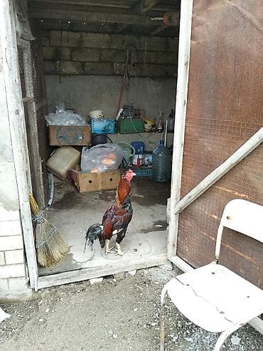 ataks toyuqları: Salam xoruz satılır təmiz qan türk cinsi heyratı xoruzu qiymət tekcə — 8