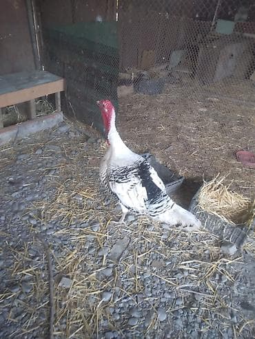 toyuq hini: Erkək, Damazlıq — 1