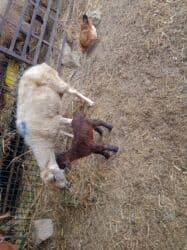 Dişi, il: 5, 30 kq lalafo.az -da Dişi, il: 5, 30 kq