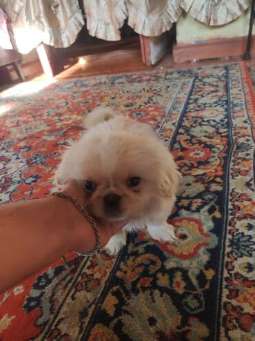 Akvariumlar: Pekines — 2