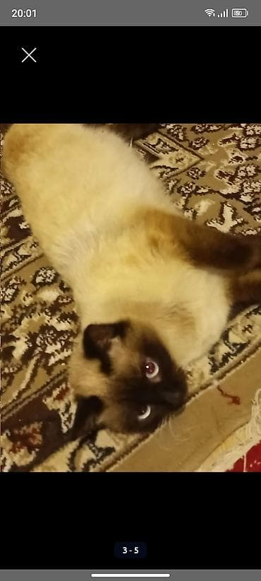 Siam, Dişi, Ünvandan götürmə