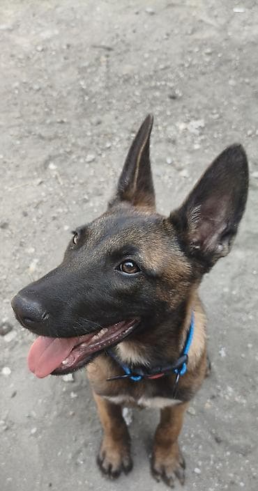 heyvan geyimleri: Belçika Malinua balası - Cins: Belçika Malinua (Malinois) - Yaş — 2