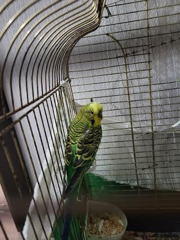 Məhsul: Dalmatin və müxtəlif rəngli dalğalı tutuquşular (budaqlı lalafo.az -da Məhsul: Dalmatin və müxtəlif rəngli dalğalı tutuquşular (budaqlı