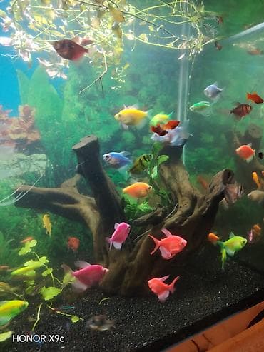 Gəmiricilər: Qiymet şertidir. Baliqlar satilir nov coxdu qiymetler ferqlidir. Qarni — 1