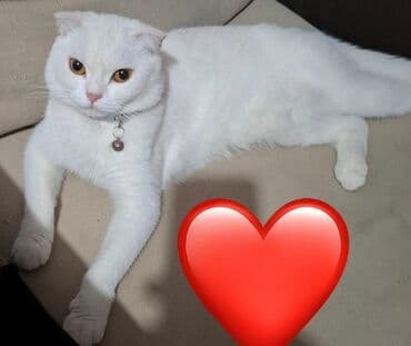 sarı pişik: Şotland yastı qulaq, Dişi — 2