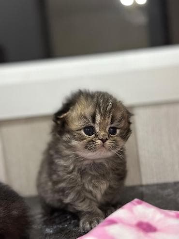 pişik cütleşdirmek: Şotland yastı qulaq — 8