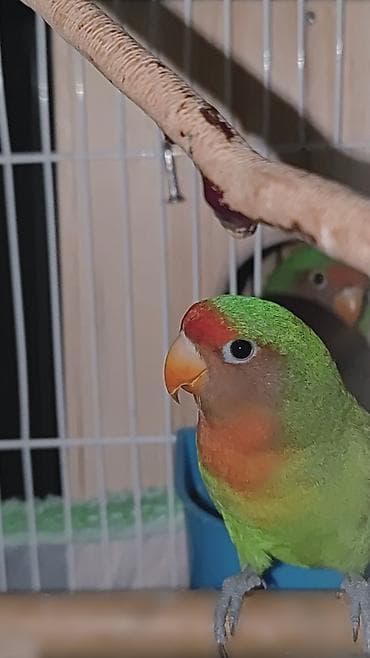 gence toyuq cuce: .elave olaraq qefes de verirem qefesde her sheyleri var yenlencek,su — 6