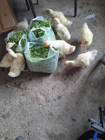 kənd colpası: Məhsul: Qaz balaları Təsvir: linda sortudur 30 günlük balalar uje — 4