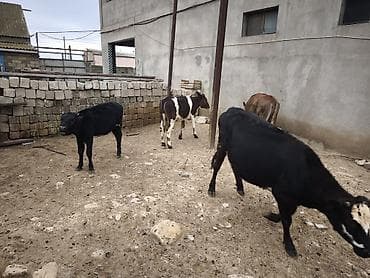 Dana, buzov, Dişi, Holsteyn, Simental, ay: 1, Damazlıq, Südlük, Ödənişli çatdırılma, Ünvandan götürmə — 10