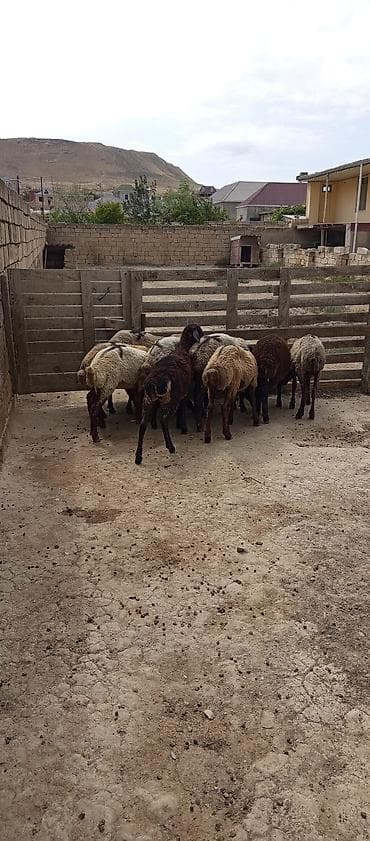cucelerin satisi: Qoyun sürüsü – qarışıq rənglərdə, yerli ətlik-yunlu tip - Növ: yerli — 2