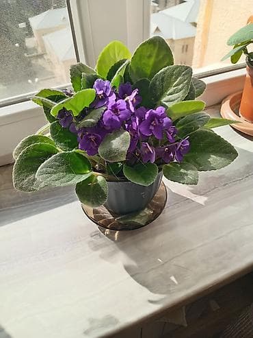 xarı bülbül gülü satışı: Фиалка 10 ман — 1