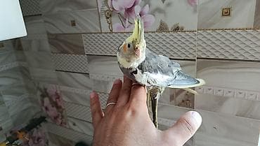 Korella balalari satilir 4-5 aykiqdilar ele oyresibler 4 ededi biri — 2