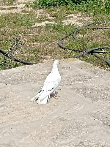 turac quşu: Çil erkey 16tuk cirig quyrug,ağ rəng üstünlüklü, gümüş-boz ləkəli — 2