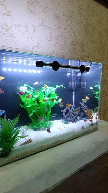 аквариум без рыб: İstifadə olunub cəmi 1 ay. Böyük akvarium aldığım üçün bu akvarium — 6