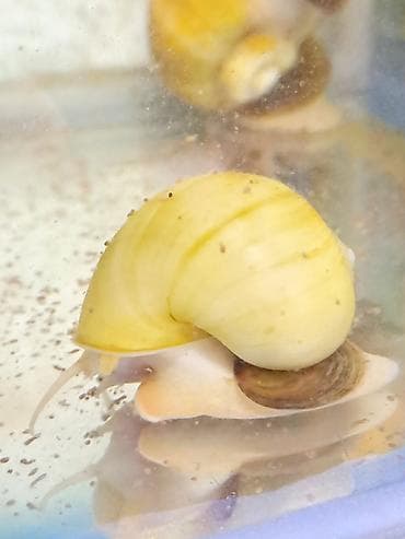 akvaryum aksesuarlari: İri ölçüdə akvariumu temizleyen ilbizlerimiz artiq yem qaliqlari ve — 5