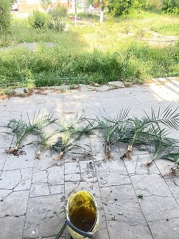 lent gul buketi: Salam Xurma palmalari satılır giymet ölçusune göre deyişir 25 azn — 3