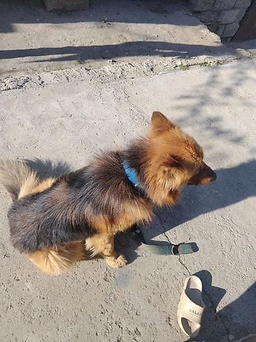 Alman çoban iti, 6 ay, Erkek, Ödənişli çatdırılma