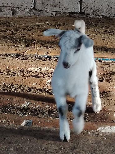 heyvanlar keci: Südçü keçi ana bala ilə birlikdə - Növ: yerli südçü keçi - Tərkib — 6