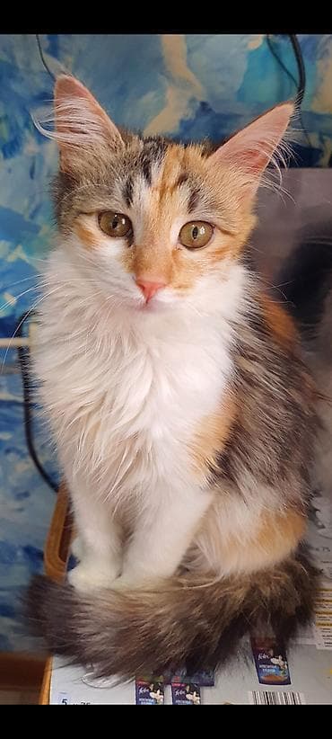 pişik pers: Dişi, Yaxşı əllərə — 3