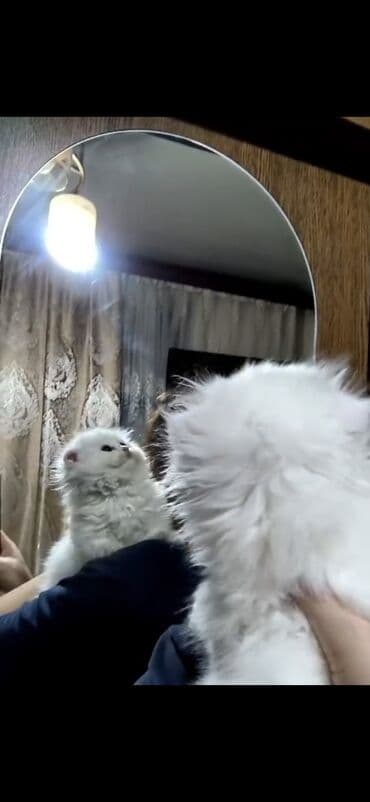 pişik elanları: Erkək — 1