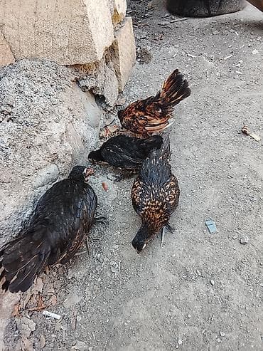 Toyuq cücələri, Ətlik