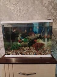 memar canlılar arı pətəyi: Akvariumlar — 1