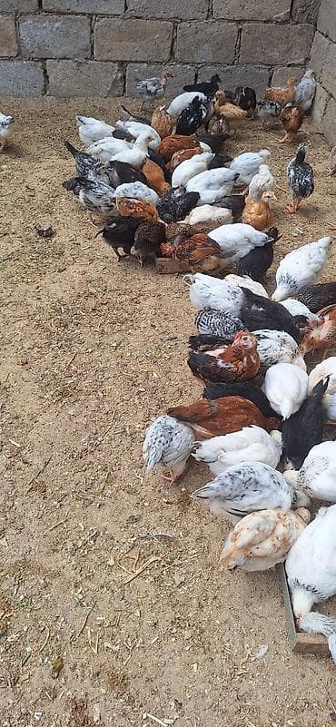 cuce yemi: Toyuq cücələri, Damazlıq, Pulsuz çatdırılma, Ödənişli çatdırılma — 1