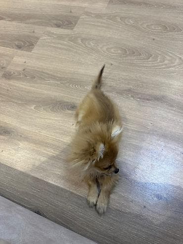 alabaý itleri: Şpitz — 4