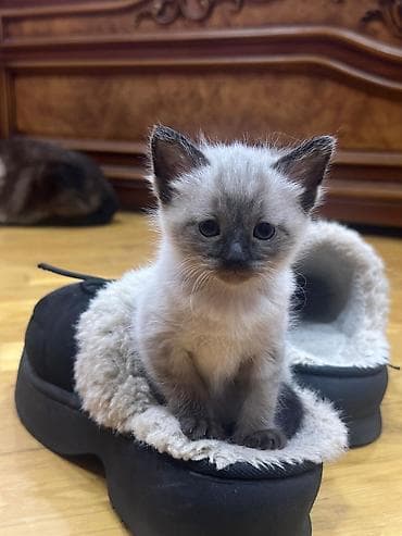 Siam, Yaxşı əllərə