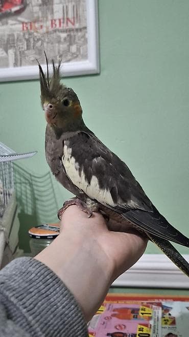 ev quslari haqqinda elmi melumat: 2 aylıq korella dişləmir ev quşdur vitaminləri verilir öyrənməyə — 2