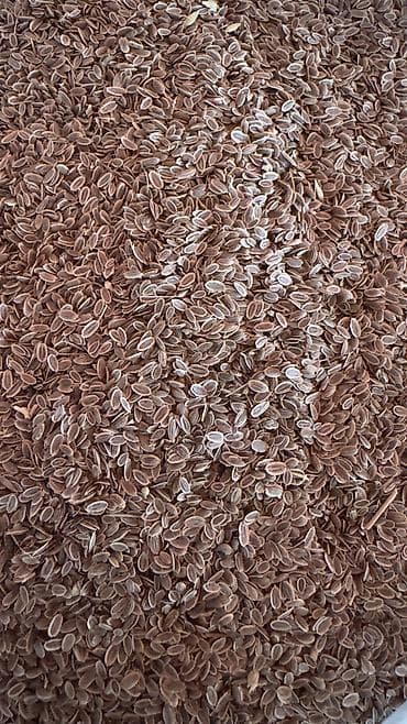 zire bitkisi: ✨ 4 Mövsüm ✨ 🌱 Artıq evinizdə və bağçanızda təbii, dərmansız və — 4