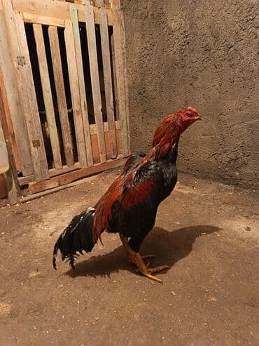 Inəklər, öküzlər: Xoruz, Heyratı, il: 1 — 1