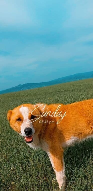 аренда земли под шиномонтаж: 10 соток Для сельского хозяйства, Газ, Электричество, Водопровод — 6