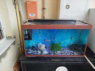 akvarum: Dördbucaq akvarium, Balıqlarla birlikdə, 100 l, Ünvandan götürmə — 1