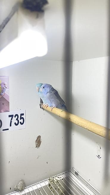 Птицы: Məhsul: Parrotlet (cırtdan tutuquşu) – mavi rəng mutasiyası — 3