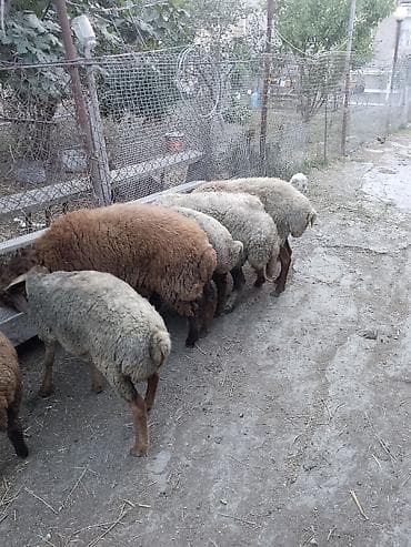 quzu: Salam hərvaxtiniz xeyir 2 qoyun,2xam şişək,1dənədə 8 aylıq qala qoç,5 — 4
