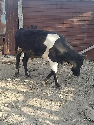 diwi dana: Qara-ağ rəngli dana/buzağı - Cinsi: erkək - Rəng: kürək və gövdədə — 2