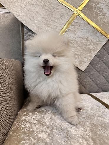 ev qusu: Şpitz, 3 ay, Erkek, Peyvəndli — 5