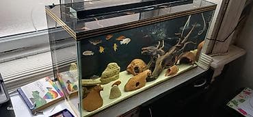 heyvan bazarı: Boş, 96 l, Ünvandan götürmə, Ödənişli çatdırılma — 2