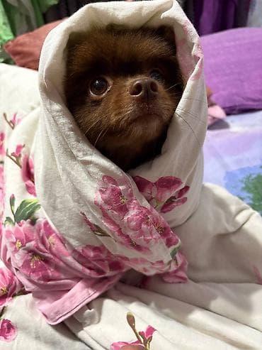 itlerin sekisi: Şpitz, 3 il, Erkek, Peyvəndli, Ünvandan götürmə — 5