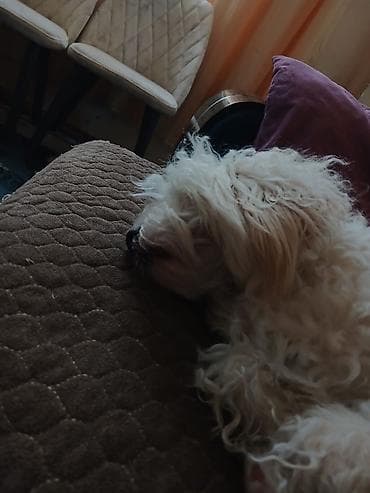 Heyvanlar: Bişon Frize — 1