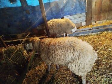 Məhsul: Qoyunlar (ferma heyvanları) Təsvir: - Şəkillərdə bir neçə baş