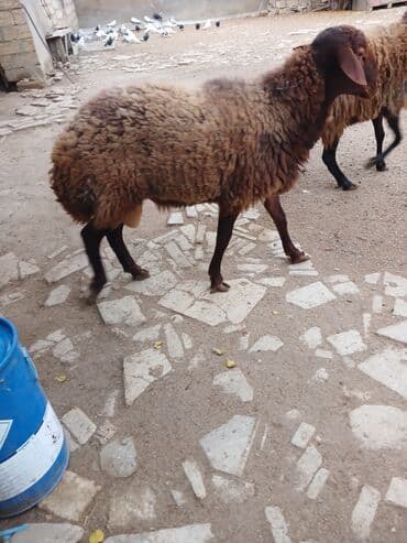 heyrati xoruzdarin satisi: 10ayliq damazlig temiz qala cinsi erkek toglu 650manat fikiri ciddi — 3