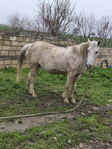 dovşan yemi: Dişi, il: 7 — 4