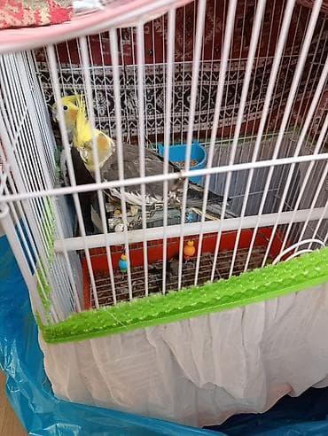 quş yuvaları: Karolla (sultan papağanı) quşlar erkey ve dişi her şey daxil yuvaları — 4